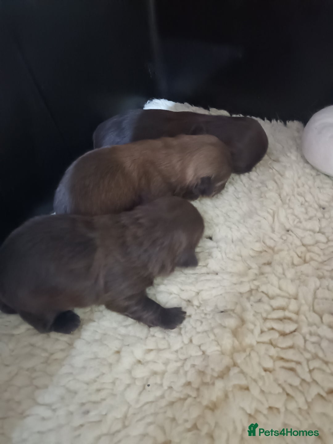 Shih Tzu dogs for sale: imperial shih tzu pups  - Advert 9