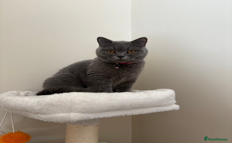 British Shorthair cats - Advert 1