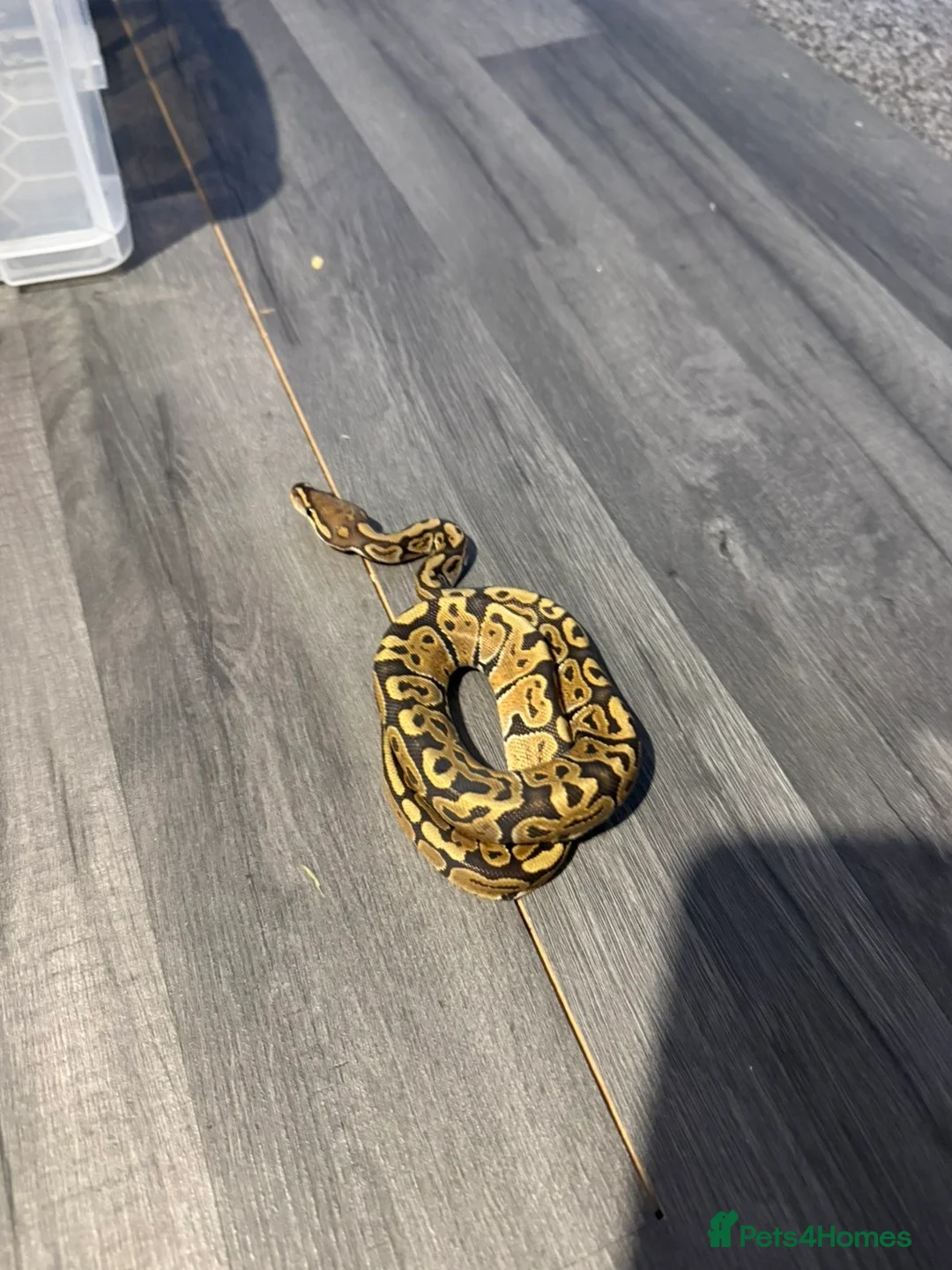 Python Snake reptiles for sale: Ball python yearlings  in Crewe - Advert 4