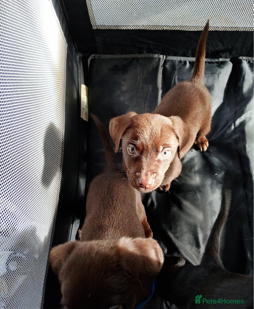 Labrador Retriever dogs for sale: Litter of seven beautiful labradors  - Advert 12