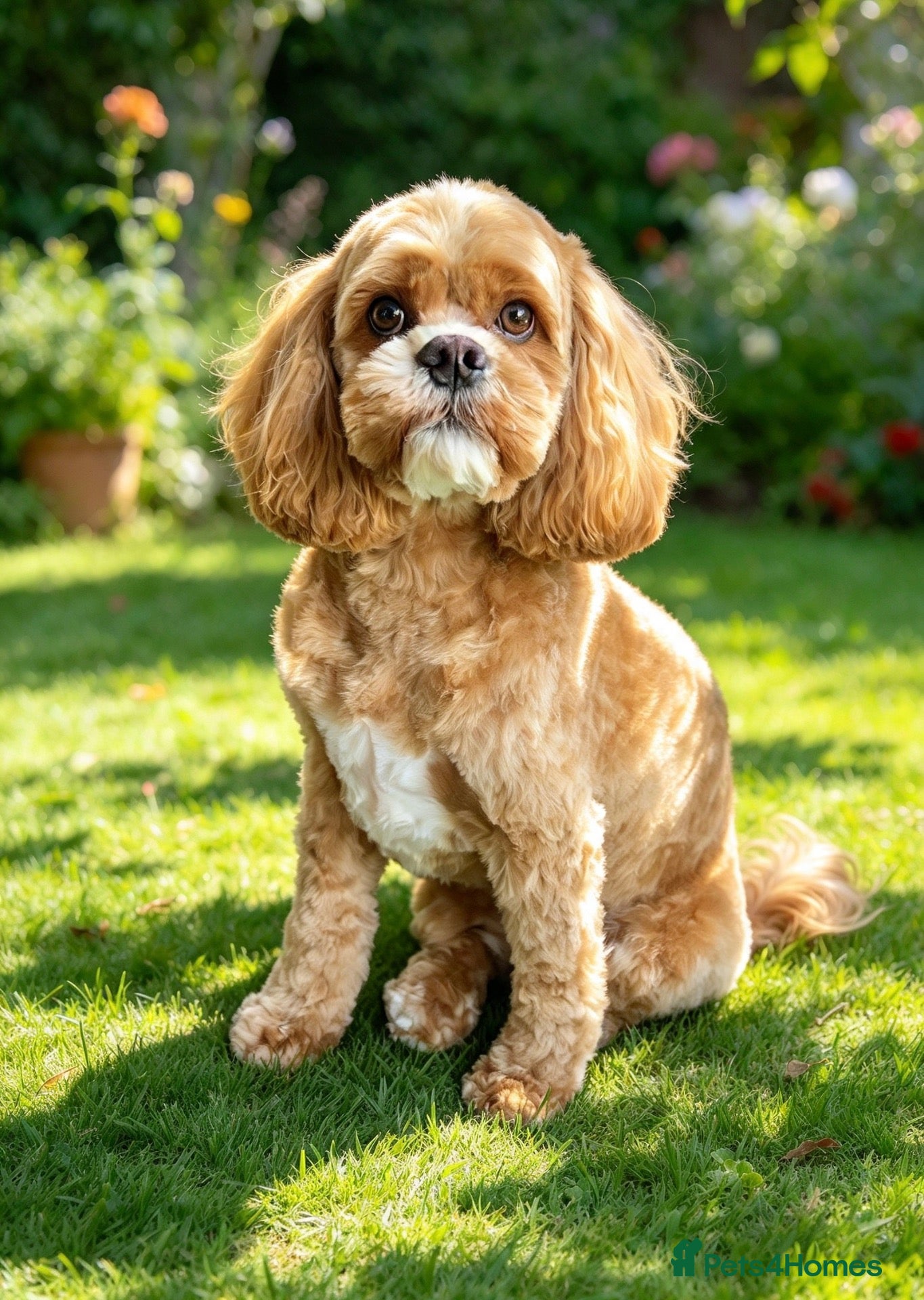 Cockapoo dogs Chester our F1 Proven cockapoo - Advert 23