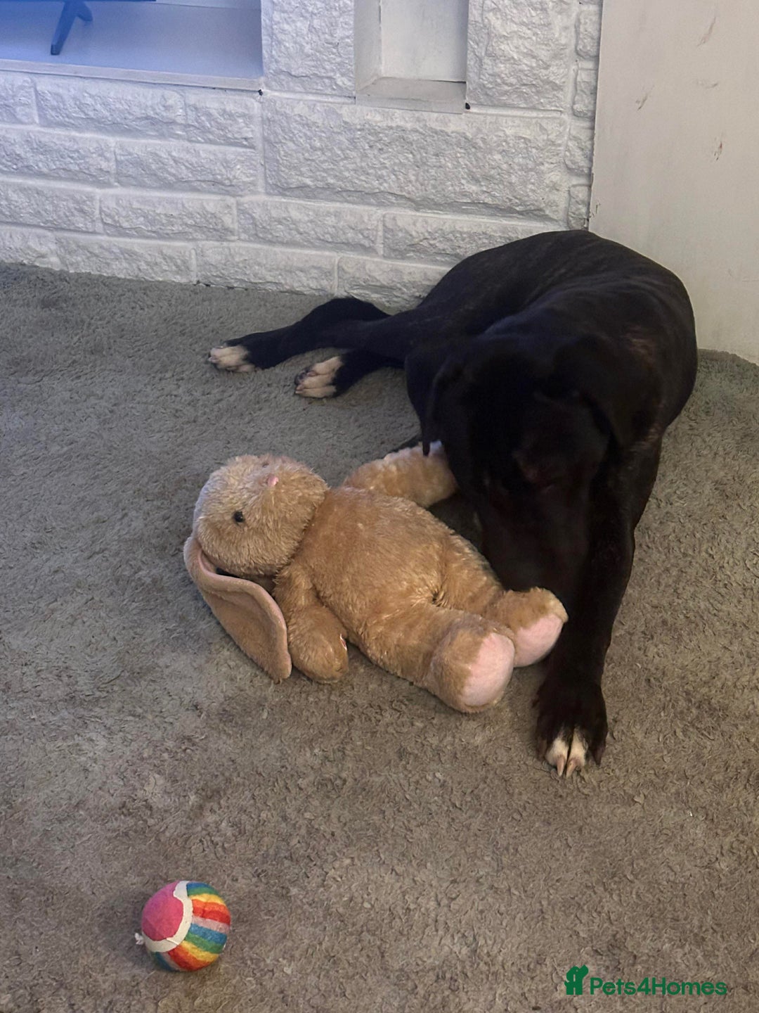 Mixed Breed dogs for sale: Cane Corso X Staffy Male - Advert 1