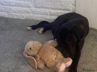 Mixed Breed dogs Cane Corso X Staffy Male - Advert 4