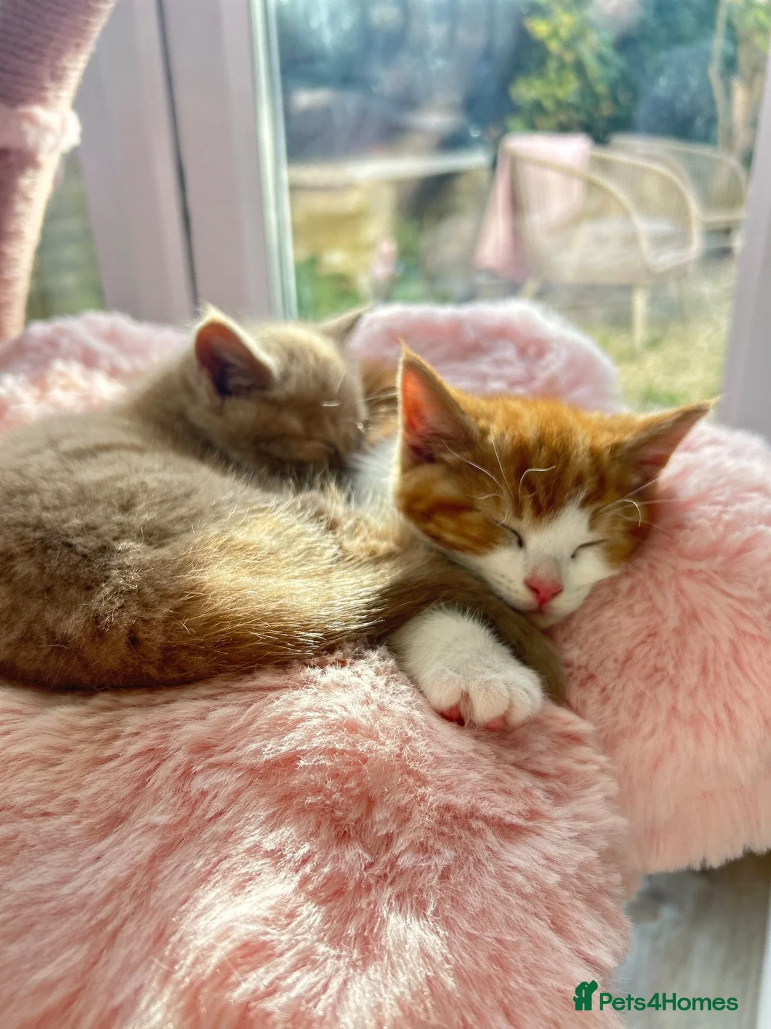 British Shorthair cats for sale: British Shorthair Ragdoll cross kittens  - Advert 11
