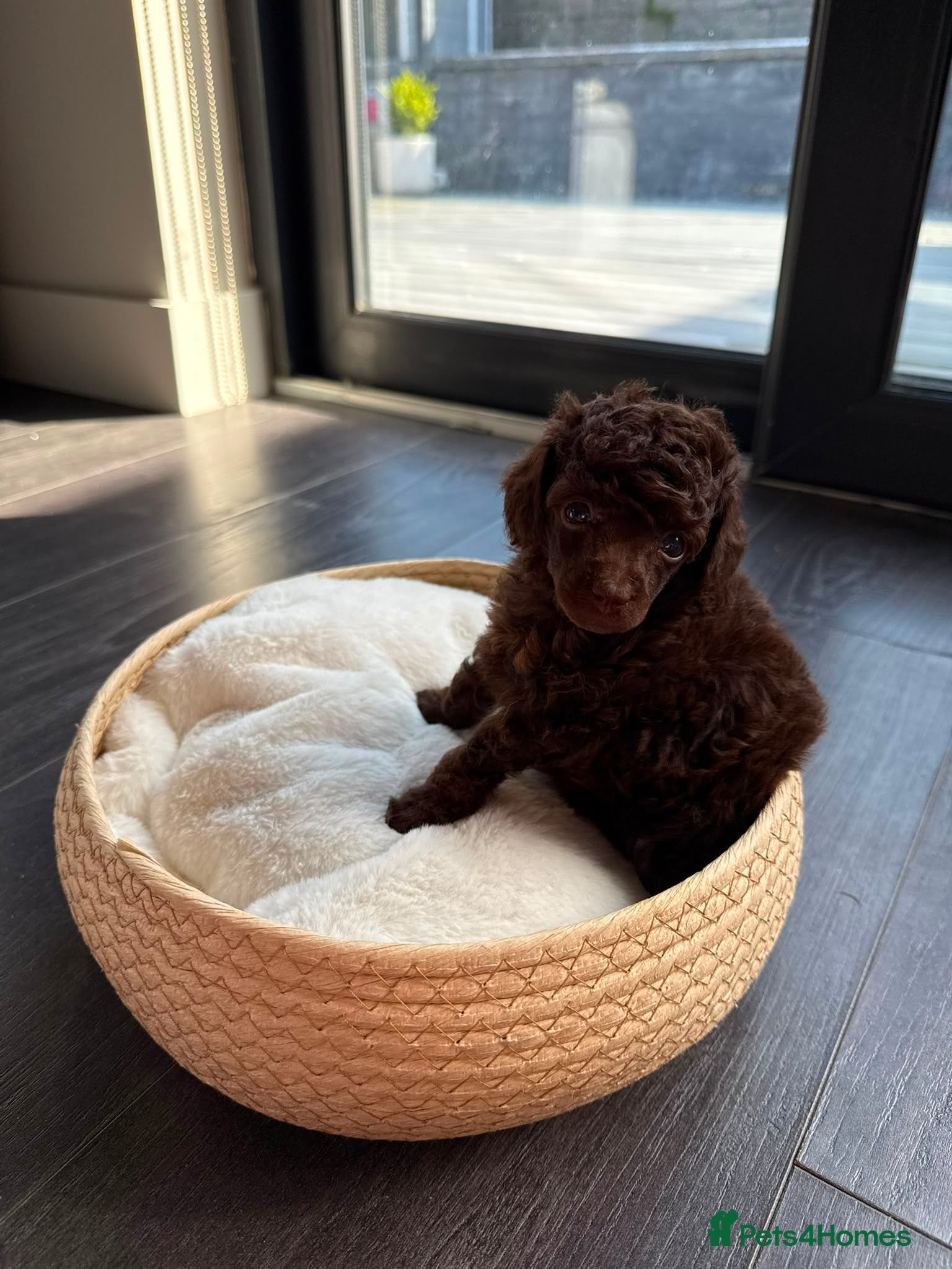 Toy Poodle dogs RKC Toy poodle - Advert 13
