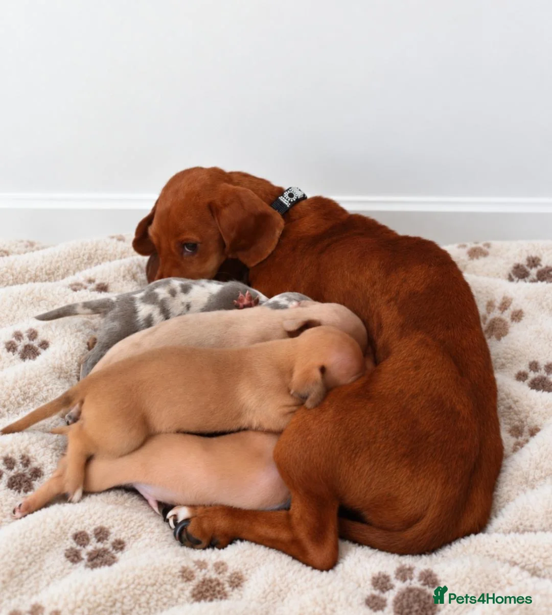 Chihuahua dogs for sale: Chiweenies *Stunning Tiny*  – Cosmo × Jimmy Choo - Advert 2