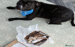 Staffordshire Bull Terrier dogs for sale: Male Staffy micro chipped ready for his new family - Image 10