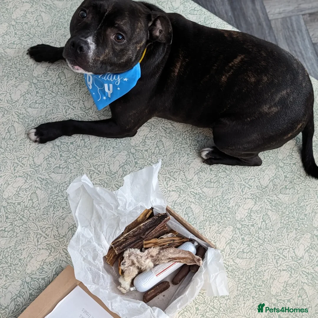 Staffordshire Bull Terrier dogs for sale: Male Staffy micro chipped ready for his new family - Image 10