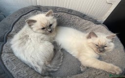 Ragdoll cats for sale: Easy Purebred Rag doll Kitten for Sale - Image 5