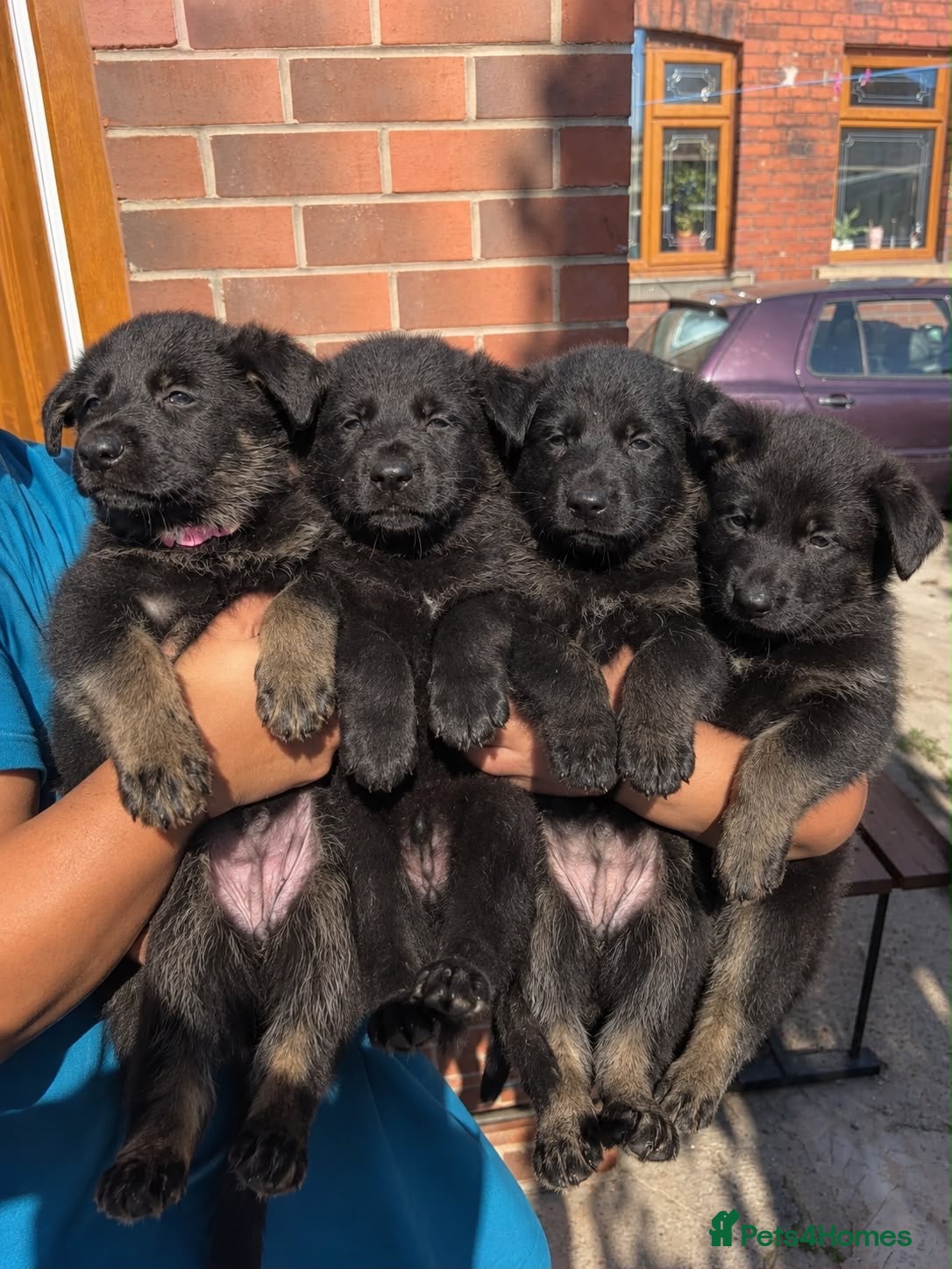 German Shepherd dogs 🐾 Czech Shepherd Puppies – Pure Pedigree 🐾 - Advert 16