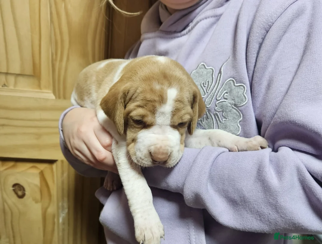 Pointer dogs for sale: English pointers - Advert 14