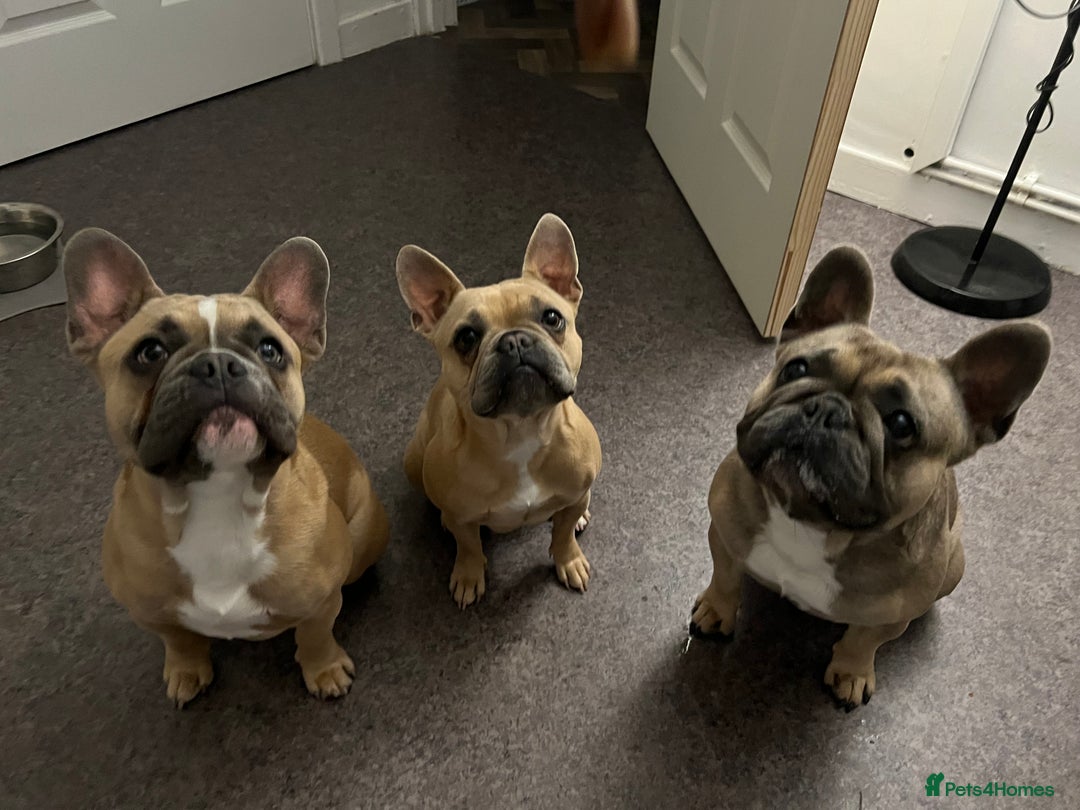 French Bulldog dogs for sale: LOKI 7 months old - Image 6