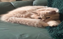 Persian cats for sale: Persian kittens - Image 10
