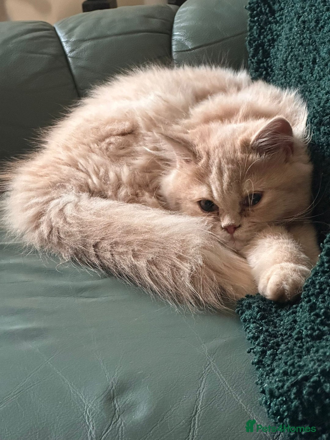 Persian cats for sale: Persian kittens - Image 10