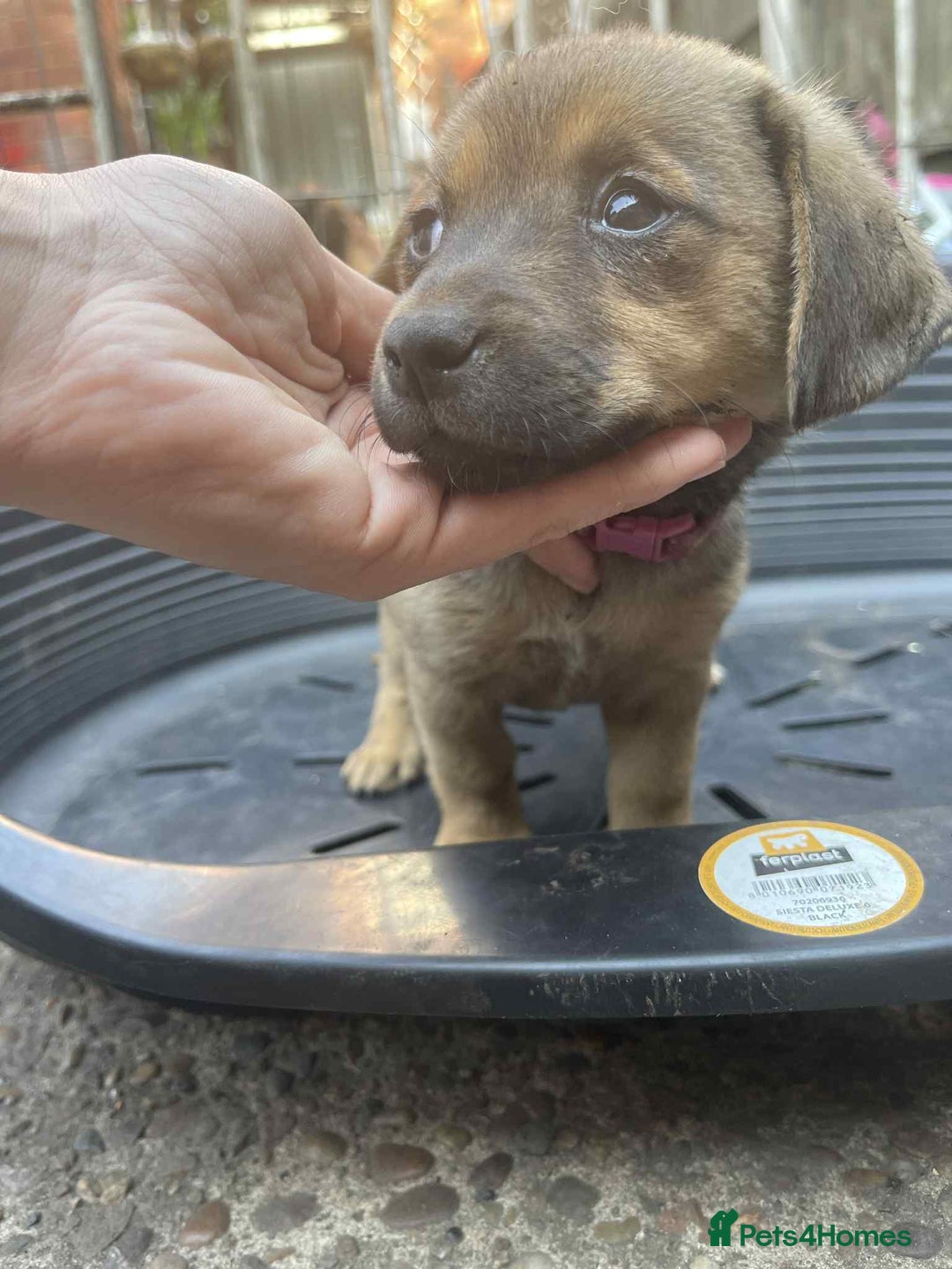 Mixed Breed dogs for sale: mixed breed 4 boys and 2 girls - Image 1