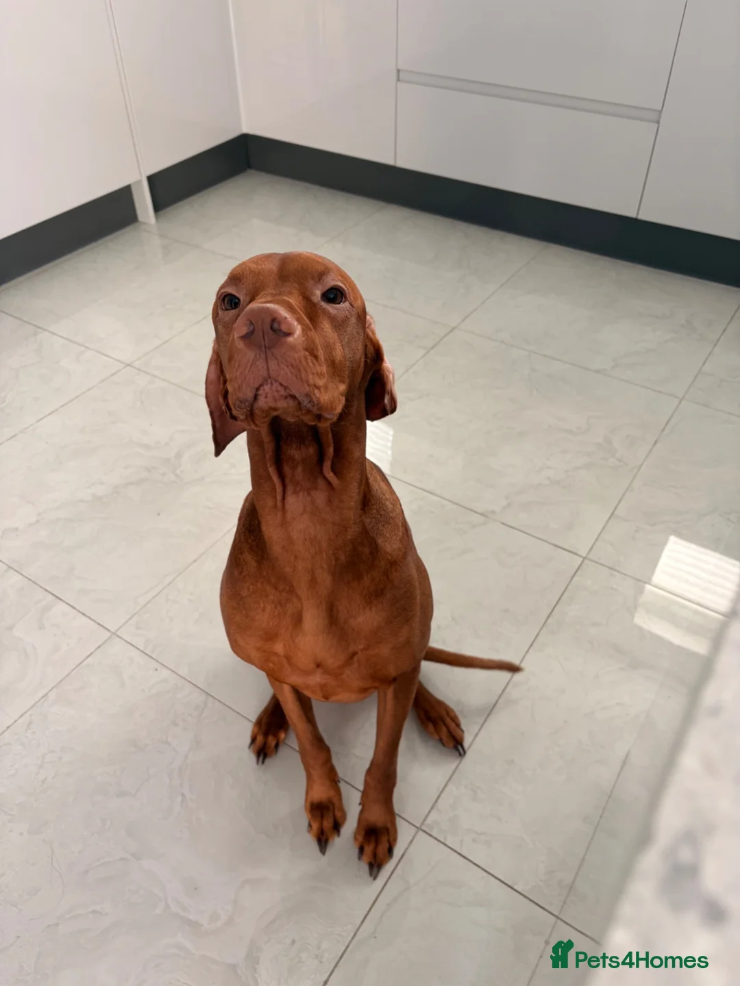 Hungarian Vizsla dogs for sale: Hungarian Vizsla Puppies - Advert 23