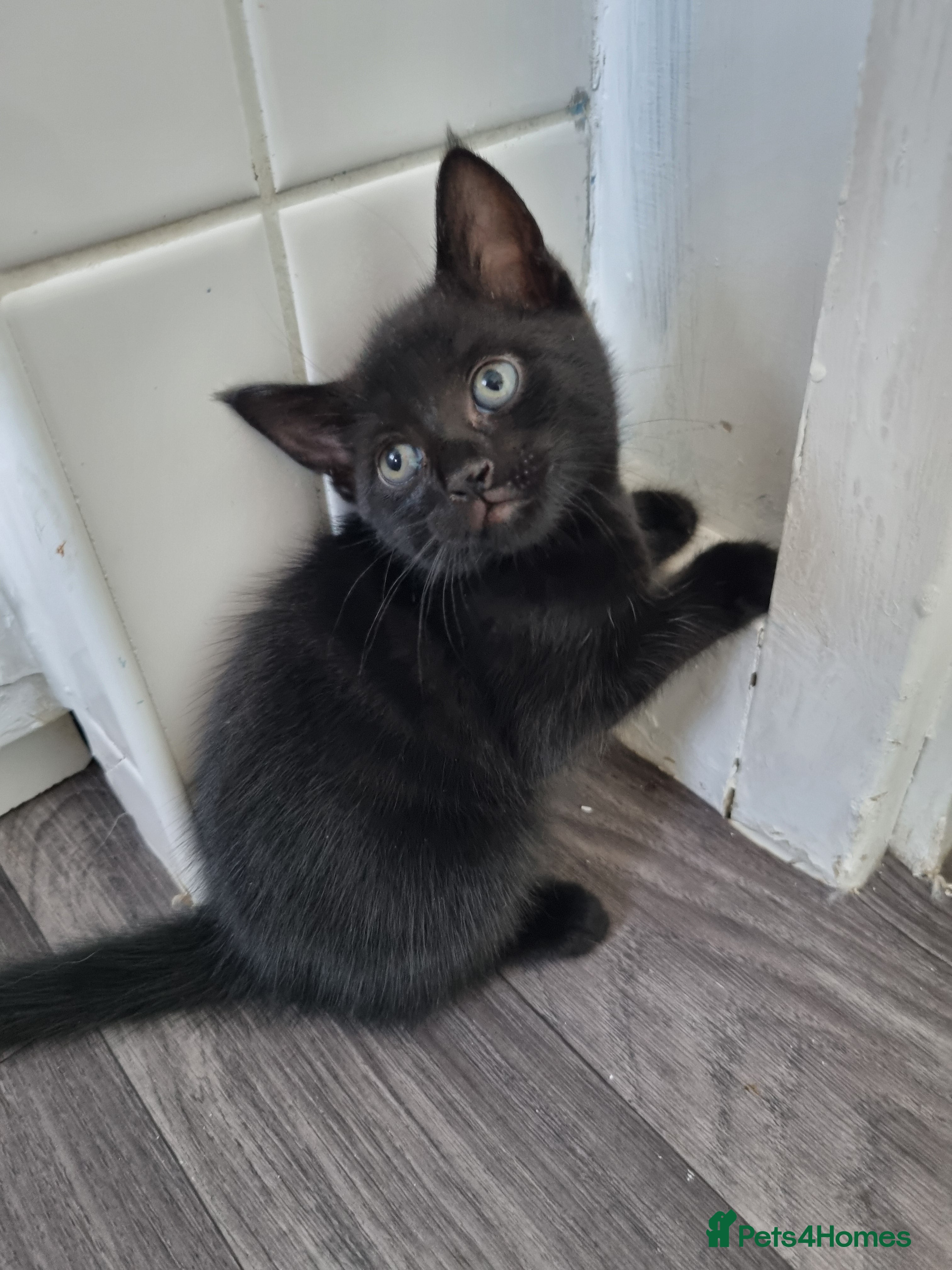 Mixed Breed cats Two beautiful kittens  - Advert 15