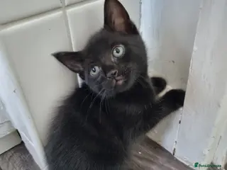 Mixed Breed cats Two beautiful kittens - Advert 1