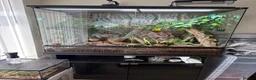 Gecko reptiles for sale: Mniarogekko chahoua full set up  - Advert 1
