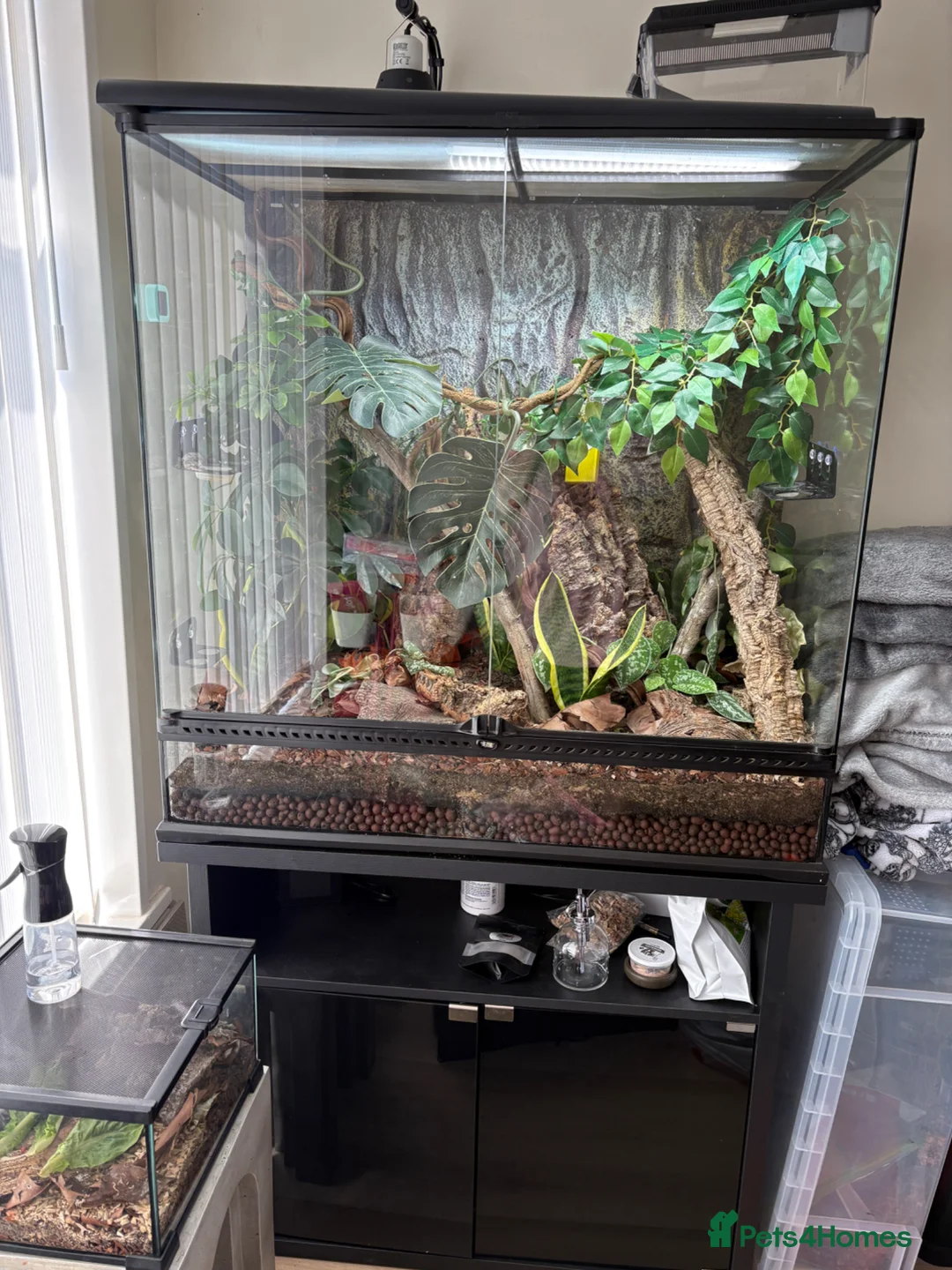 Gecko reptiles for sale: Mniarogekko chahoua full set up  - Advert 1