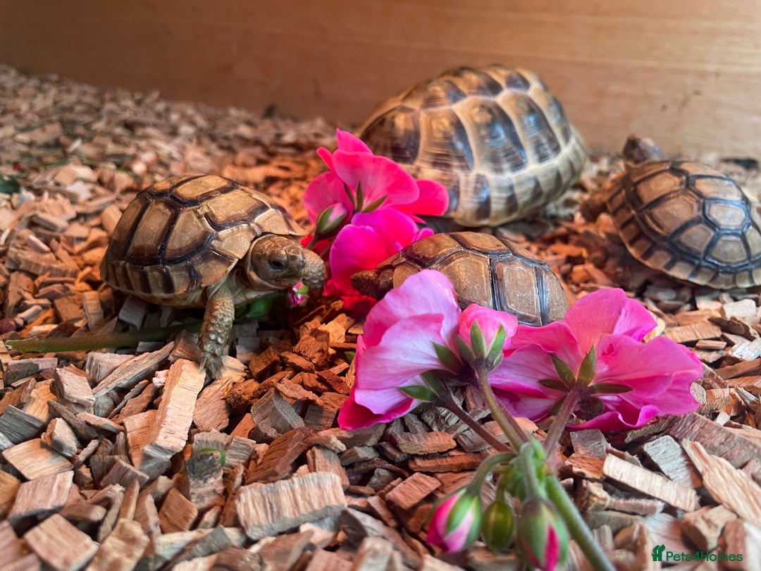 Tortoise reptiles for sale: Greek baby tortoises  in London - Image 5