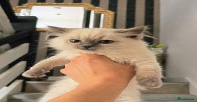 Ragdoll cats - Advert 6