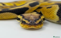 Python Snake reptiles for sale: Pastel blade double het albino clown  - Image 3