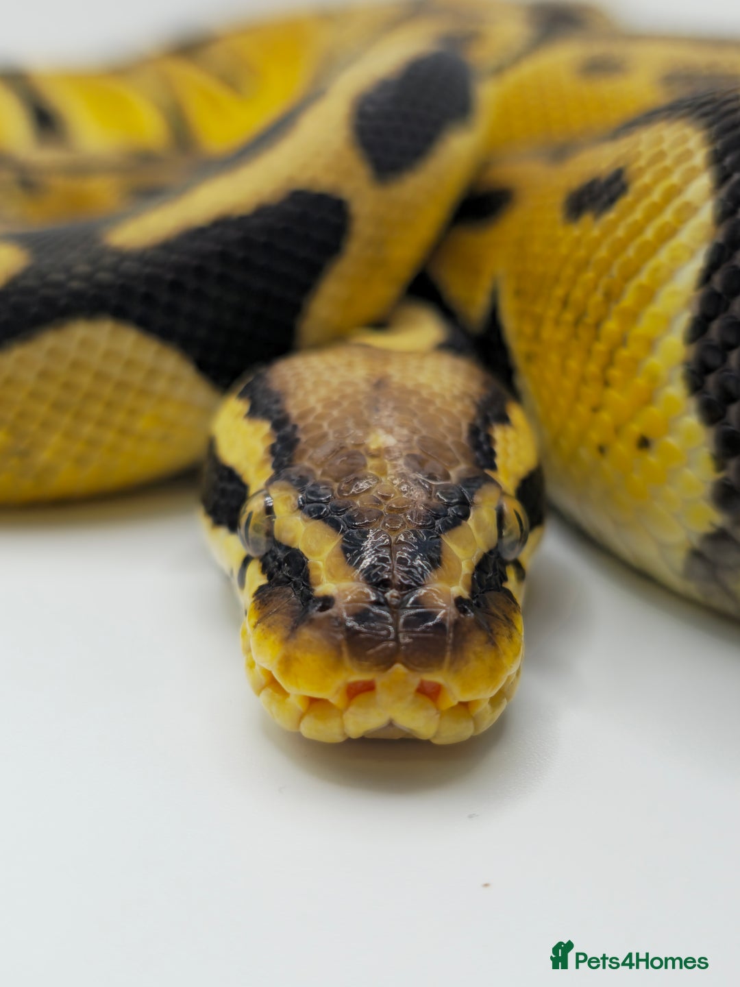 Python Snake reptiles for sale: Pastel blade double het albino clown  - Image 3