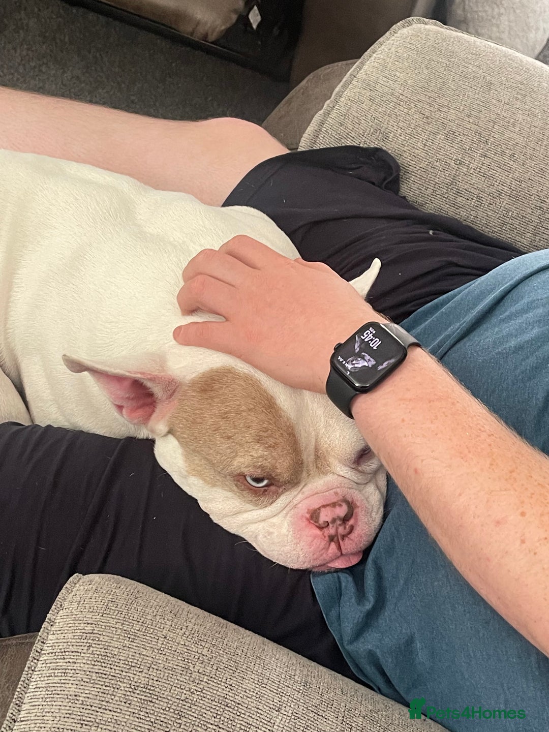 Mixed Breed dogs for sale: Eddie - Image 4