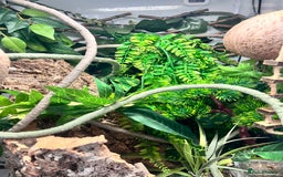 Gecko reptiles for sale: Male and female proven crested gecko with set up - Image 4