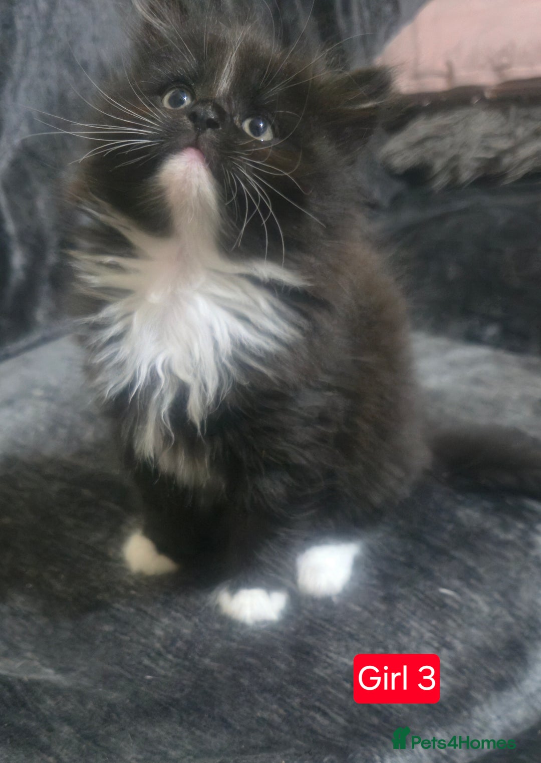 Mixed Breed cats for sale: Lovely Persian mixed kittens for sale - Advert 4