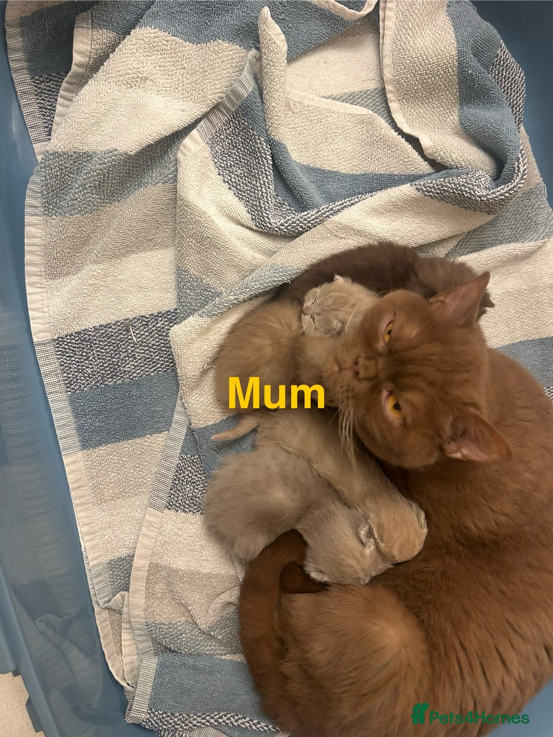 British Shorthair cats for sale: Beautiful chocolate&lilac Kittens awaiting homes - Image 9