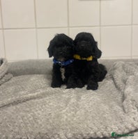 Cockapoo dogs - Advert 4