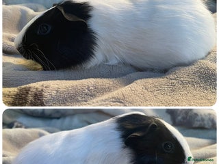 Guinea Pig rodents - Advert 15