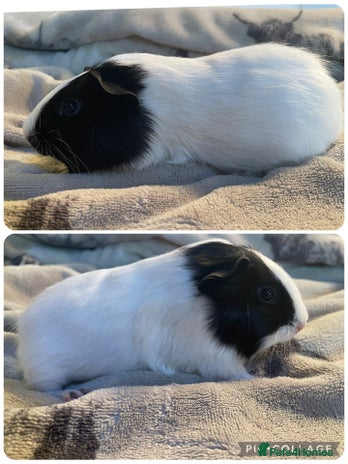 Guinea Pig rodents - Advert 13