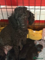 Cavapoo dogs F1 Cavapoo black Girl - Advert 4