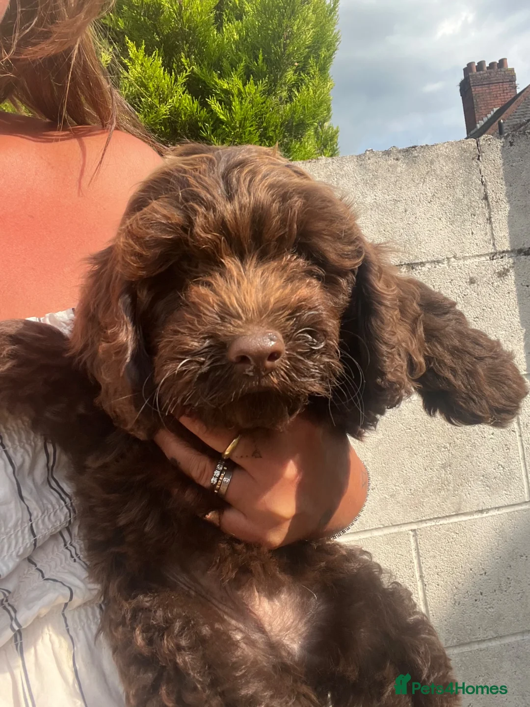 Cockapoo dogs for sale: Last boy! Ready to leave F1 Cockapoo - Advert 5