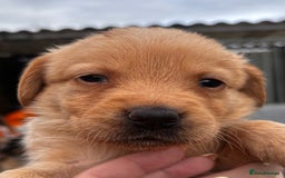 Labrador Retriever dogs for sale: Yellow/fox red male Labrador puppies  - Image 4