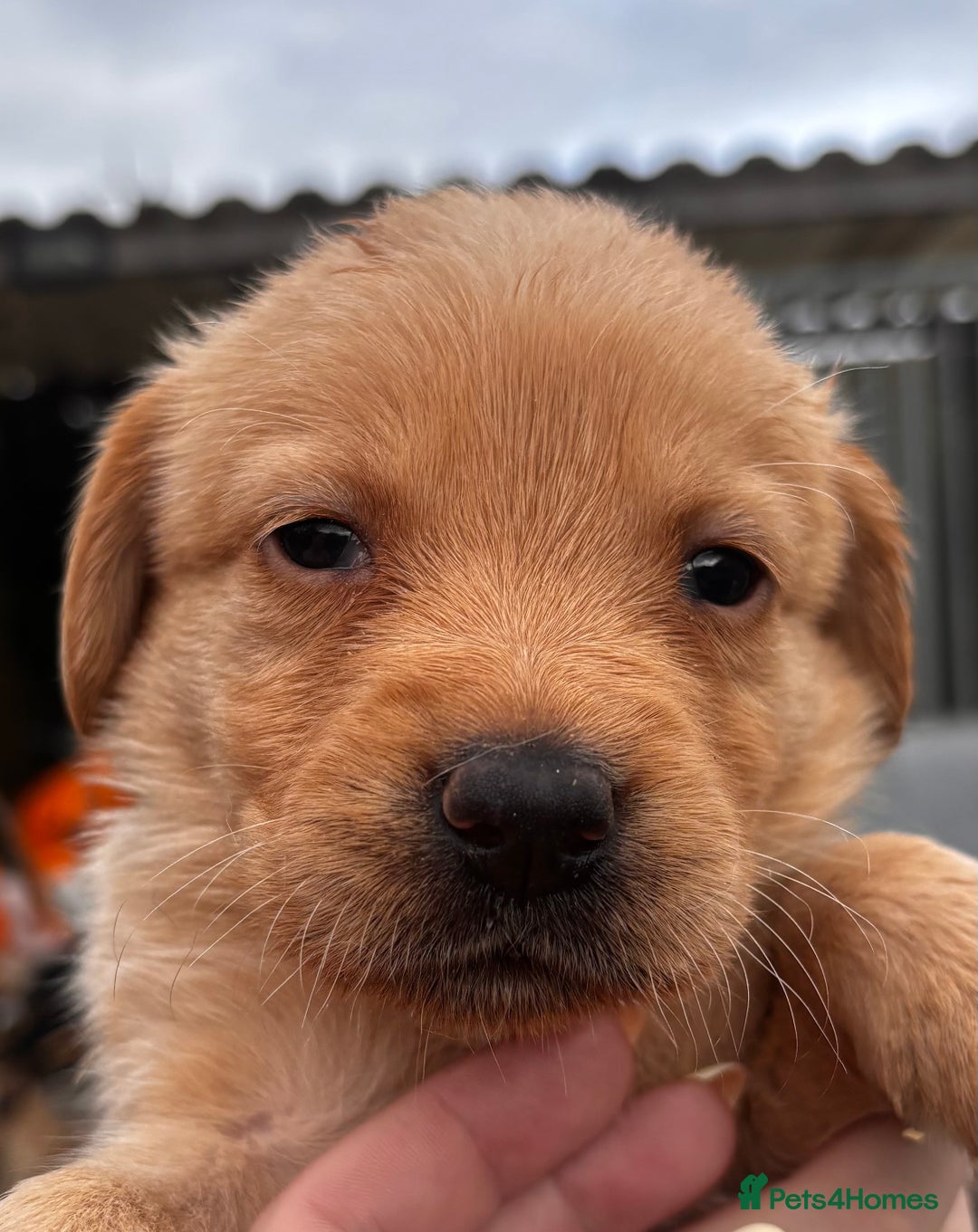 Labrador Retriever dogs for sale: Yellow/fox red male Labrador puppies  - Image 4