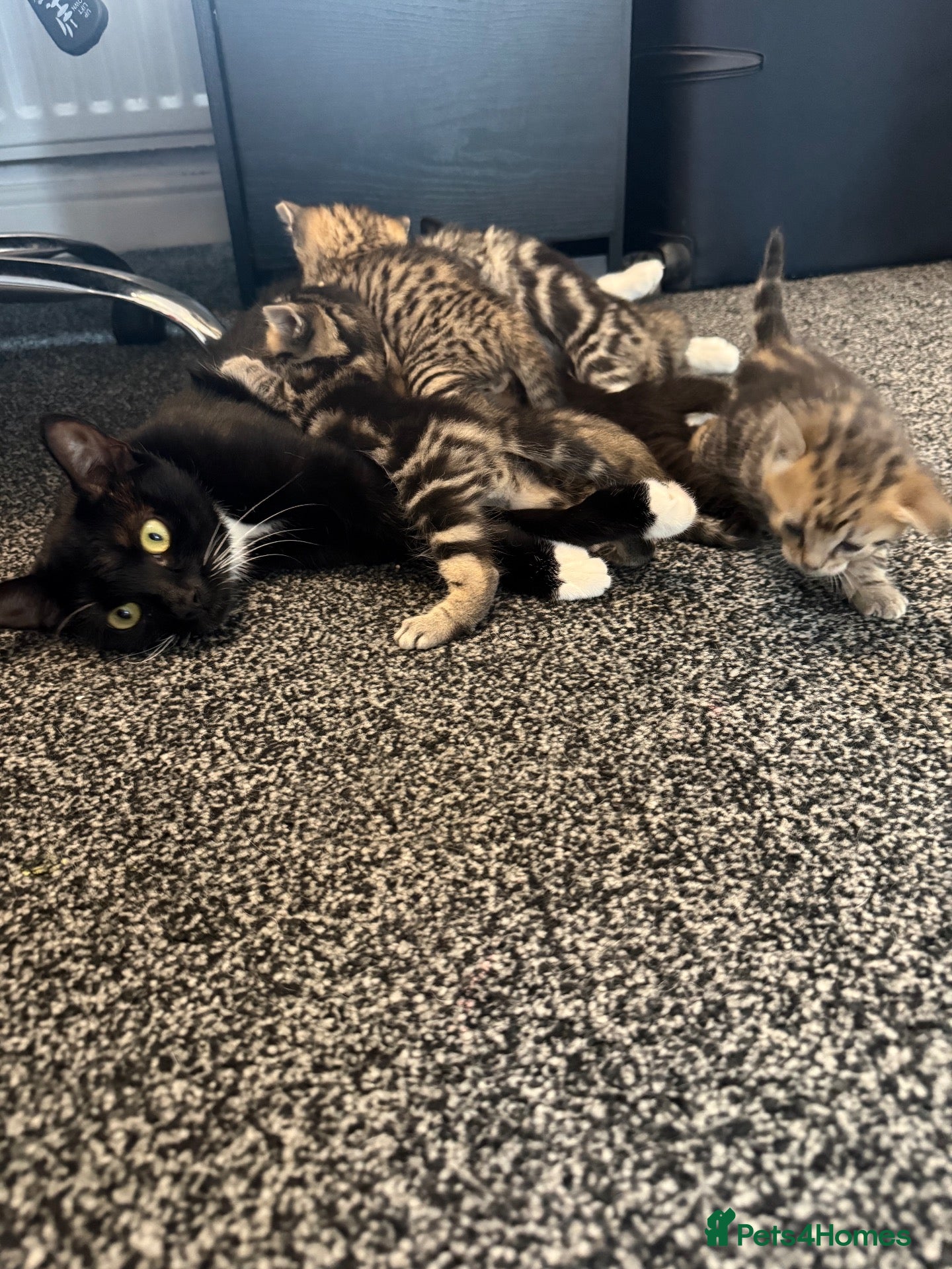 Mixed Breed cats Lovely Kittens for Sale - Advert 2