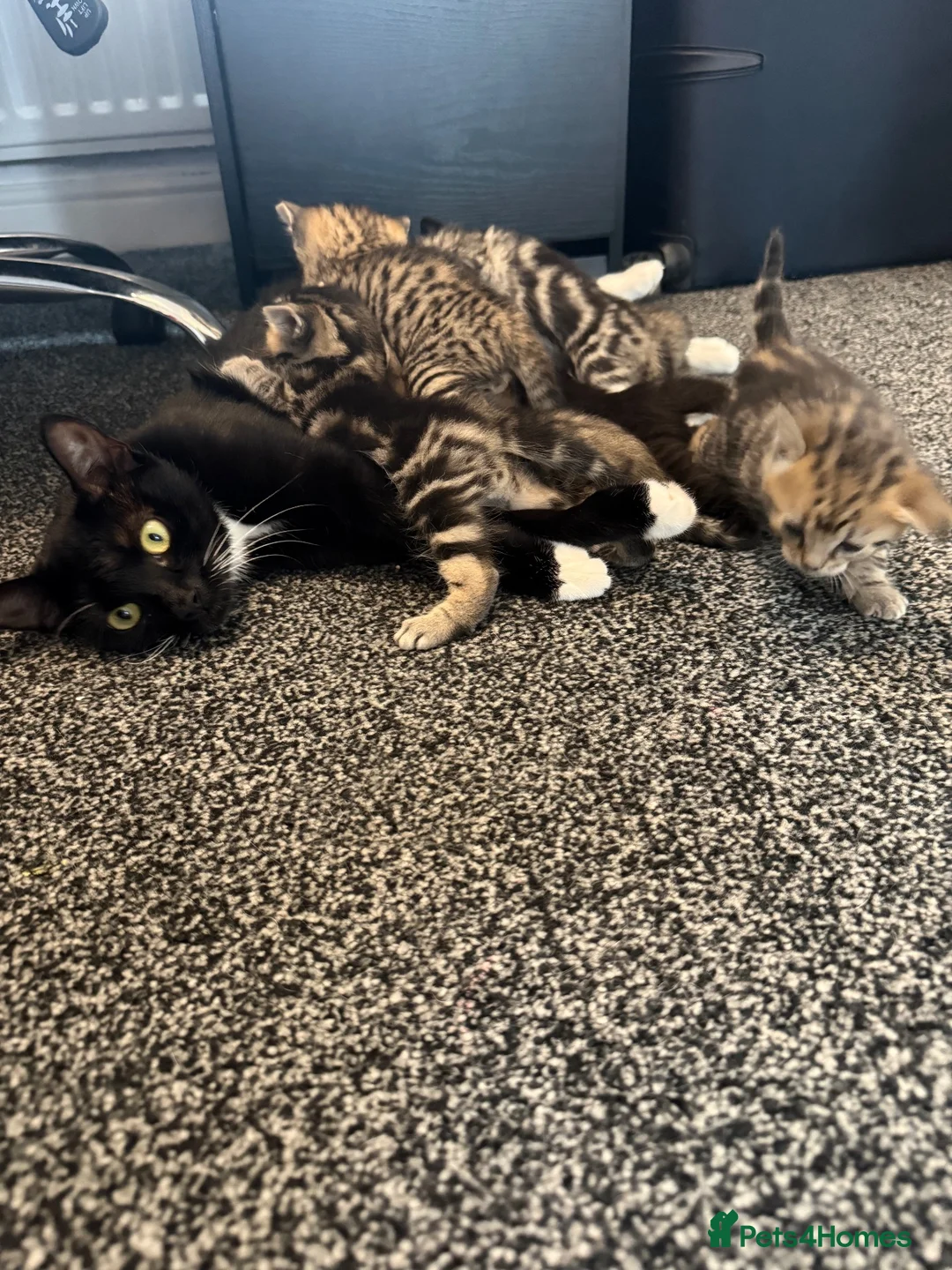 Mixed Breed cats for sale: Lovely Kittens for Sale in Trimdon Station - Advert 2