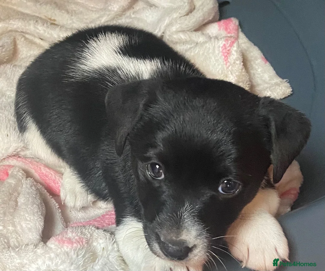 Jack Russell dogs for sale: Jack Russell puppy - Advert 1