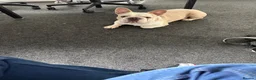 French Bulldog dogs for stud: French bulldog with Husky Background for stud  - Advert 8