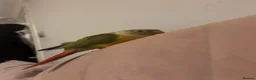 Conures birds for sale: 2 beautiful gccs looking for a new home - Advert 12