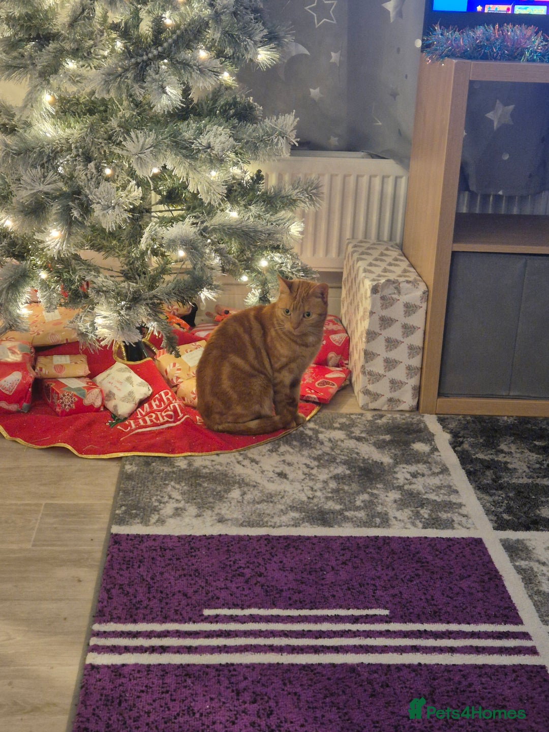 Domestic Shorthair cats for sale: Cat for sale - Advert 2