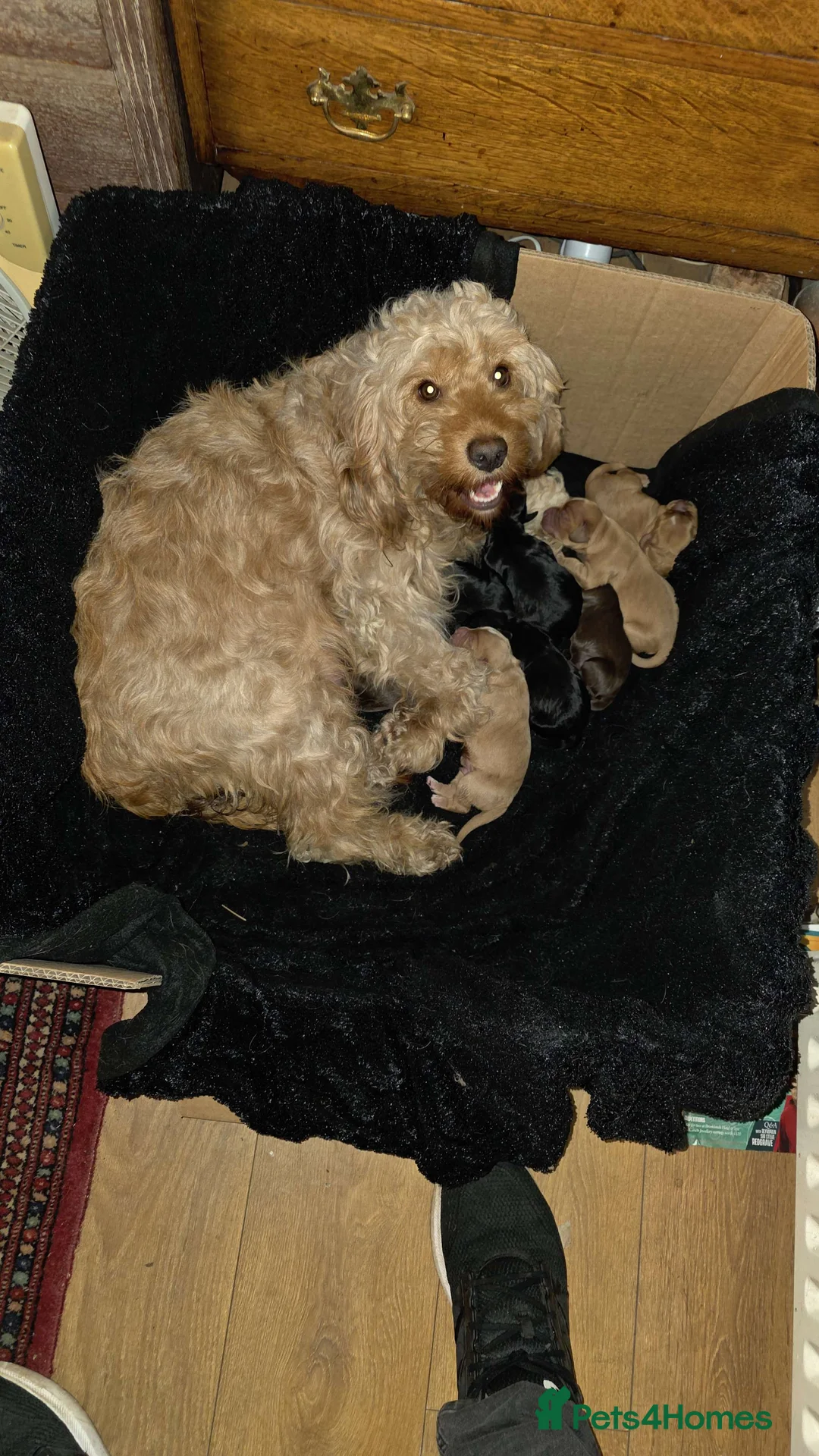 Cockapoo dogs for sale: Litter of Cockapoo's for sale - Advert 1