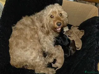 Cockapoo dogs Litter of Cockapoo's for sale - Advert 10