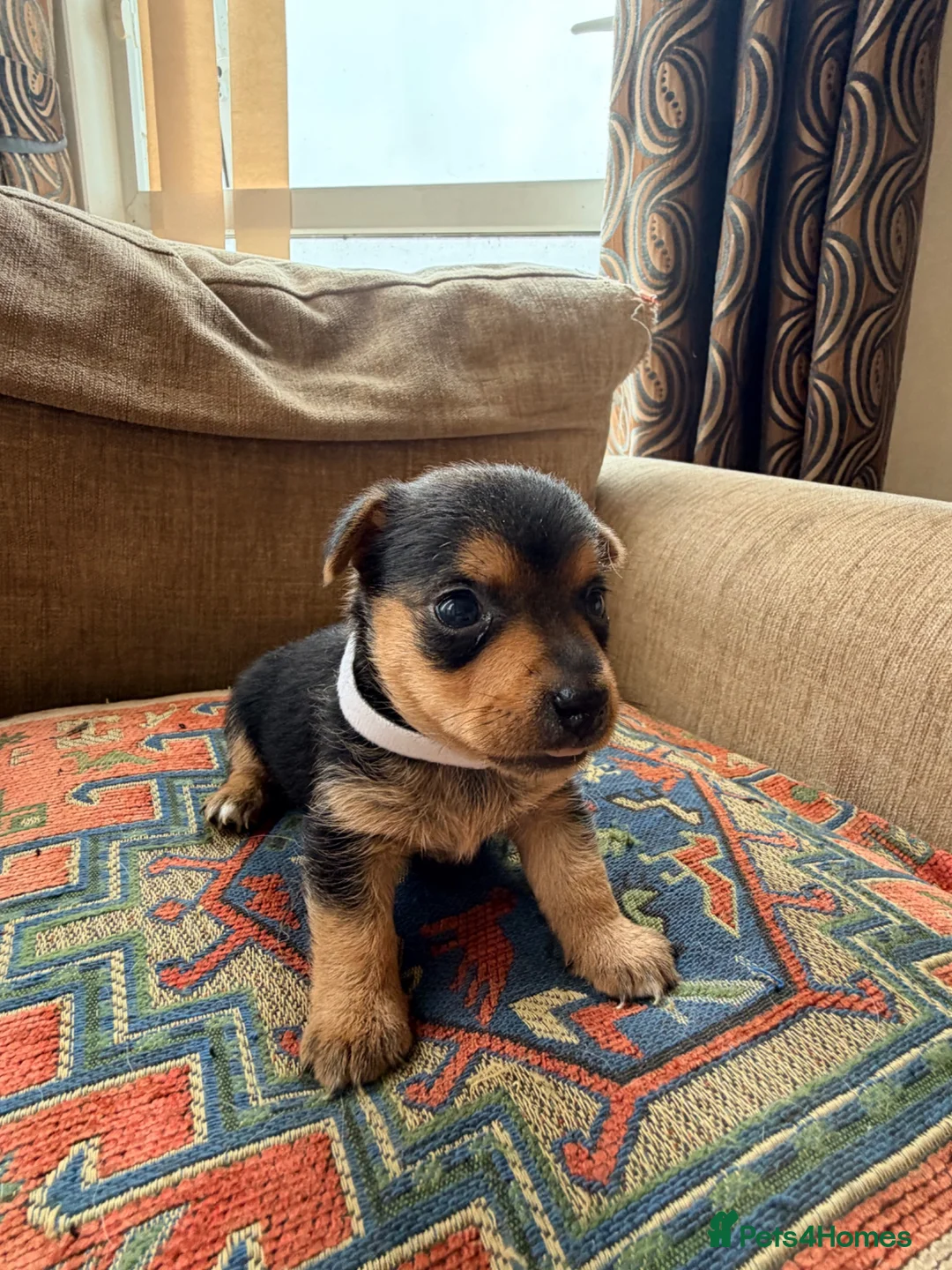 Jack Russell dogs for sale: Stunning Jack Russell pups  - Advert 2