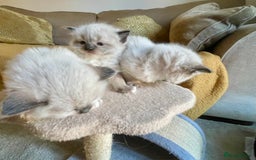 Ragdoll cats for sale: 🎁Gorgeous Ragdoll Kittens-ready from Dec 17th - Advert 6