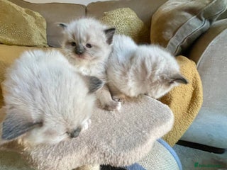 Ragdoll cats 🌟PURE RAGDOLL KITTENS-ready 𝘿𝙚𝙘 17𝙩𝙝 🌟 - Advert 8